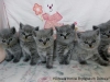 6 niebieskich kociaków Miot na Z